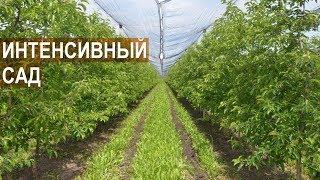 Интенсивный сад. Технология выращивания яблонь. ООО Фазенда