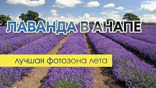 Лавандовые поля Анапы. Прованс. Лучшая фотозона