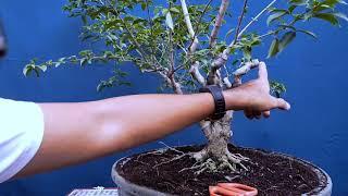 Designing a Natural Style  of Bonsai (Grow and Clip) with English sub