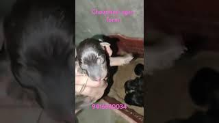 Chaudhari agro form#new member#doglover #puppy