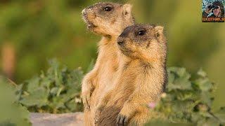 Steppe marmot bobak. Hunting for marmots in the Rostov region. Very interesting hunting.