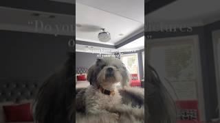 Biggie Photo Dump  #straightfromthea #atlien #lhasaapso