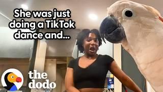 Clingy Cockatoo Wants To Dance 24/7 With Mom | The Dodo