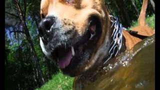 Amstaff Rufus- Best day