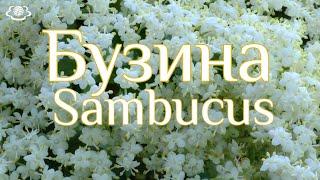 Бузина