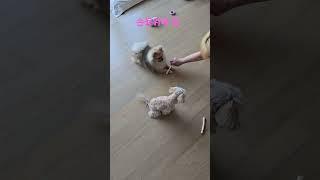 ##뽀뽀요정#꼬미루미일상#꼬미손등위에껌