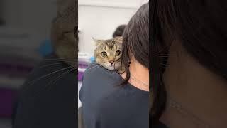 #cat #балансвселенной #изобилие #cute #дыхание #funny #nature #видосыоткота #animals