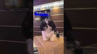 Before and after the haru cut  Summer vibes #shihtzu #dog