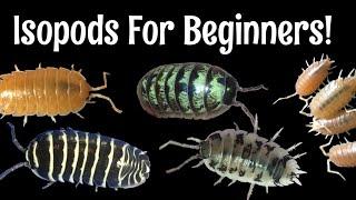 Five Excellent Pet Isopods for Beginners!