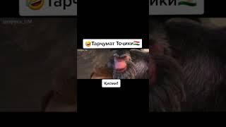 Мутуфилм бо забони точики 2022