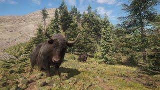 theHunter:Call Of The Wild  Cape buffalo, Water Buffalo wild yak and bison HUnt