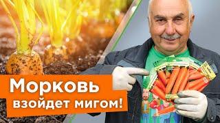 БЫСТРЫЕ И ДРУЖНЫЕ ВСХОДЫ МОРКОВИ БЕЗ ПРОРЕЖИВАНИЯ! Агроном поделился хитростью при посеве моркови