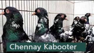 Pappu bahi ke cheenay kabooter || Pakistani Pigeon Worldwide Association || Pigeon Classic