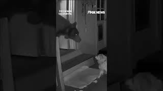 Massive bear confronted by family dog after wandering into home #shorts #foxnews #viral #news #usa