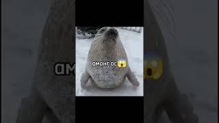 Тюлень #тюлени #тюлень #мем #mem #мемы