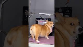 corgi with a heart butt !