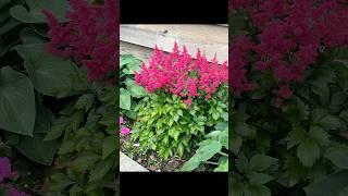 The prettiest shade plant!     #flowers #homestead #gardening #bloom #farmhouse