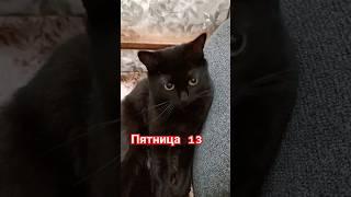 пятница 13 #cat #прикольнаяозвучка #юмор