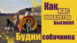 Vlog ~ Как мы УЧИМ БУМ | Веселые будни собачника