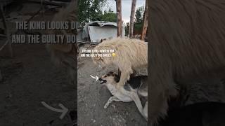 Male Dogs Confronting Each Other For A Female!  #dogbehavior