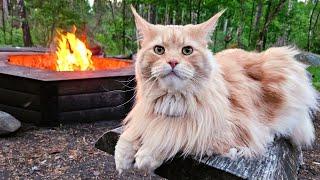 Maine Coon Buster and the Campfire!