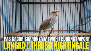 THRUSH NIGHTINGALE BURUNG IMPORT PALING LANGKA ! PAS GACOR SUARANYA MEWAH PANTESAN DI CARI