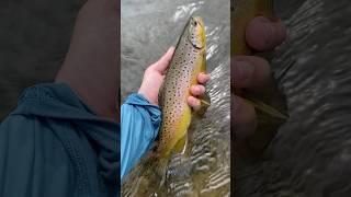 WI SLAB O  #tenkara #fishing #wisconsin #driftless #troutfishing #wildlife #fishing #fish #nature