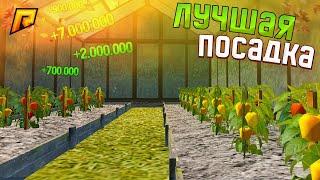 ЗАСАДИЛ ОГОРОДЫ САМЫМОЙ ПРИБЫЛЬНОЙ КОМБИНАЦИЕЙ на РАДМИР КРМП? RADMIR CRMP!