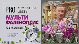 Орхидея Фаленопсис мультифлора или мультицветковый - нежные создания, усыпанные цветами бабочками.