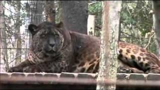 Bear Creek Sanctuary - Jaglions Tsunami & Jahzara