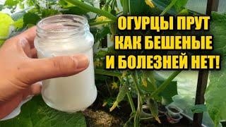 1 Литр под ОГУРЦЫ! Засыпят урожаем и желтеть не будут! Объясняю что внести чтобы куст огурцов попер!