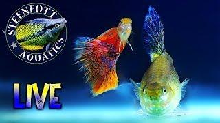 Steenfott Aquatics Aquarium Livestream