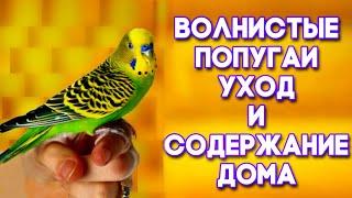 Уход за волнистым попугаем. УХОД и СОДЕРЖАНИЕ ВОЛНИСТЫХ ПОПУГАЕВ дома. КРАТКИЙ ОБЗОР