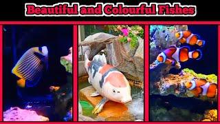 Exploring Beautiful and Colourful Small Fishes  in the Zoo | By Habeebi Official Tv