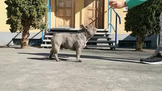 French bulldog------Show quality LILAC adult male