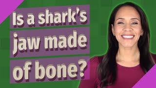 Is a shark's jaw made of bone?