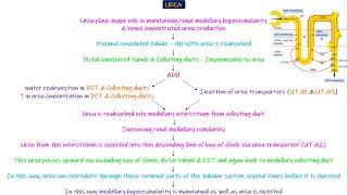 Urea and Renal Medullary Interstitial Hyperosmolarity. Chapter 29 part 4. Guyton and Hall Physiology