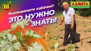 ВЫРАЩИВАНИЕ КАБАЧКОВ: это нужно знать!