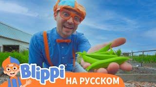 Песенка о Земле | Блиппи на Русском | Изучай этот Мир вместе с Блиппи | Blippi