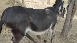 male Donkey and female Donkey Groom each other New meeting murrah 15 March