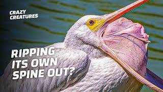 Pelicans Can Pull Their Spines Out of Their Mouths?