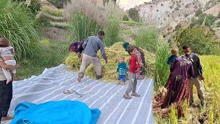 "Sayesar Mohabbate: Sincronización de Betul y su hermano en el mar verde de los arrozales"