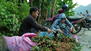 Lychee - a summer specialty: Income from livestock and harvesting helps Pao stabilize his life