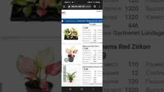 сайт закупок Голландских растений.сайт по определению сорта голландских аглаонем.