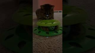 Cat track toys provide exercise and mental stimulation!