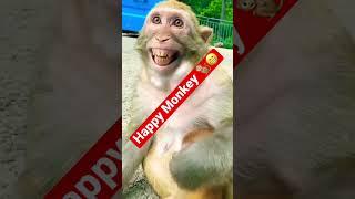 Monkey smile like Human  #shorts #1minutevideo #1minutecontent