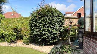 General Border& Shrub Tidying at a regular Job