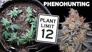 Pheno Hunting Regular Seeds within Legal Limits – Selective Breeding with Spider Farmer