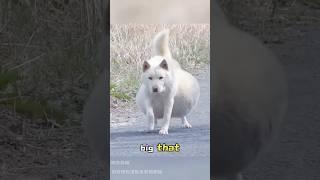 This mama dog had 20 puppies in one litter #love #animals #shorts #story