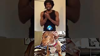 Bro said No stop! #dog #memes #viral